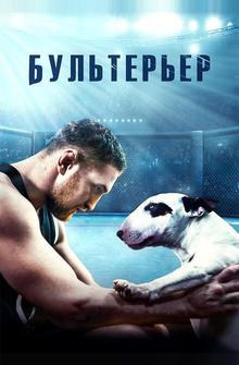 Бультерьер Бультерьер
