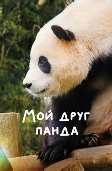 Мой друг панда Мой друг панда