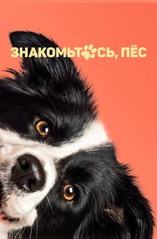 Знакомьтесь, пёс Знакомьтесь, пёс