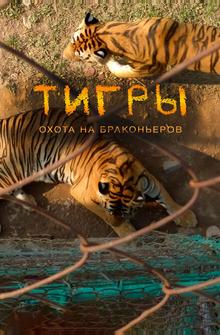 Тигры: Охота на браконьеров Тигры: Охота на браконьеров