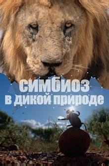 Симбиоз в дикой природе Симбиоз в дикой природе