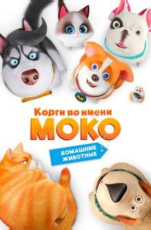 Корги по имени Моко. Домашние животные Корги по имени Моко. Домашние животные