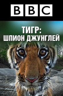 BBC: Тигр — Шпион джунглей BBC: Тигр — Шпион джунглей
