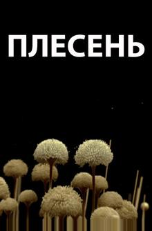 Плесень Плесень