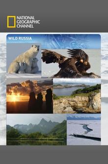 Дикая природа России Дикая природа России